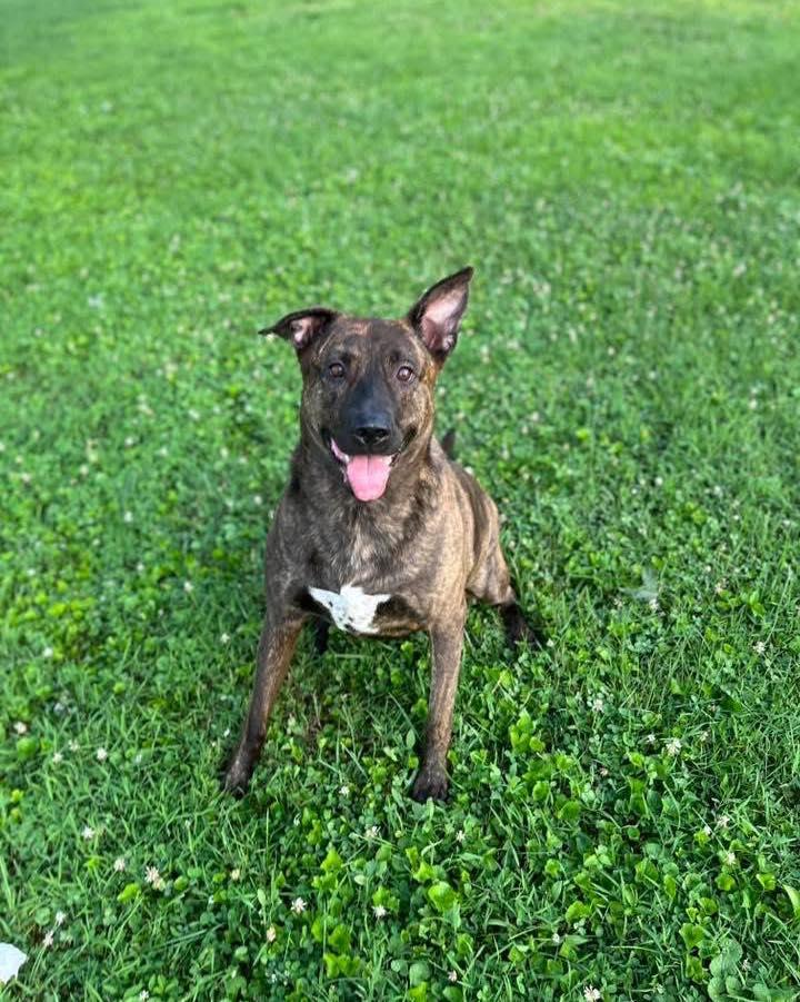 Tawney, Adoptable, Adult Female Dutch Shepherd.