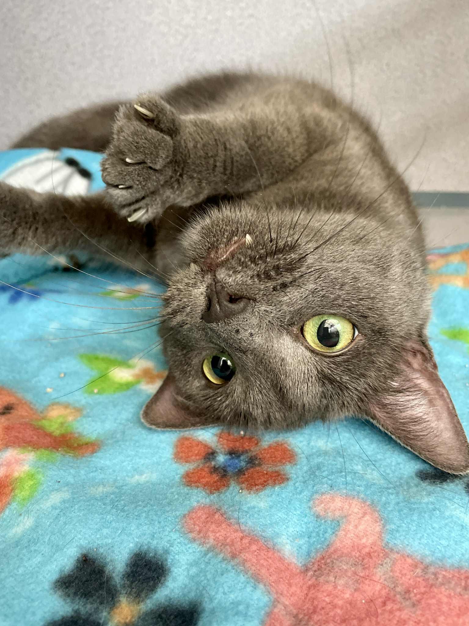Ivan