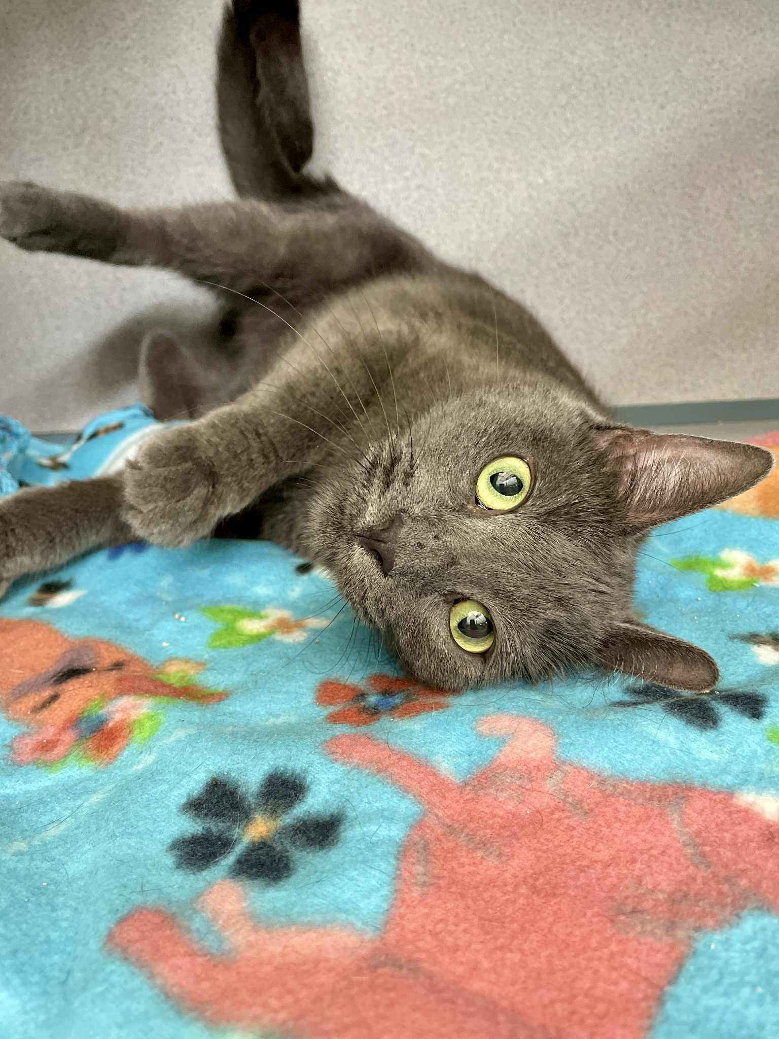 Ivan