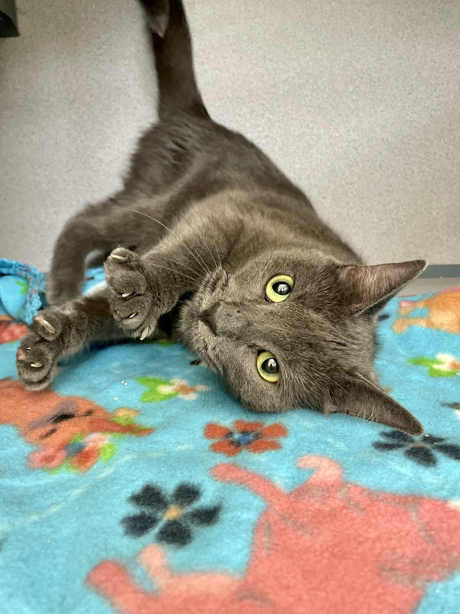 Ivan