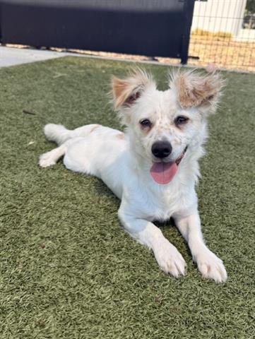 Enlarge FLUFFY, a Adoptable Terrier in San Martin, CA image 1/1