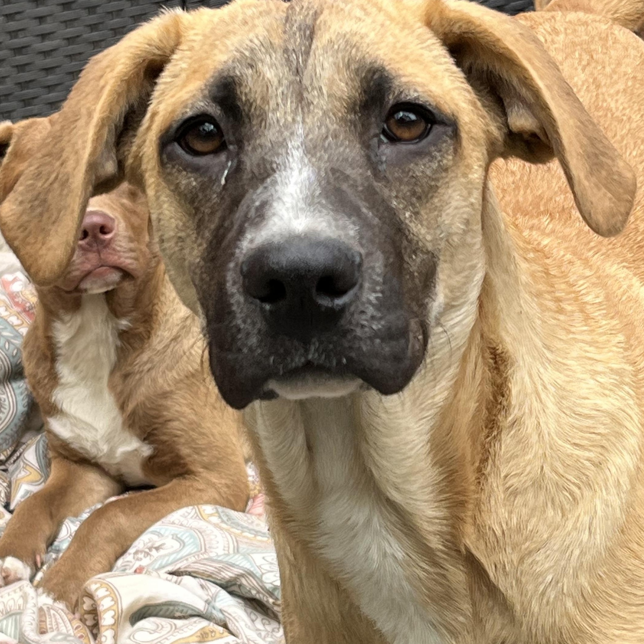 Kayla (Reduced Fee Until 12/15), a Adoptable mixed breed in Portland, ME image 3/4