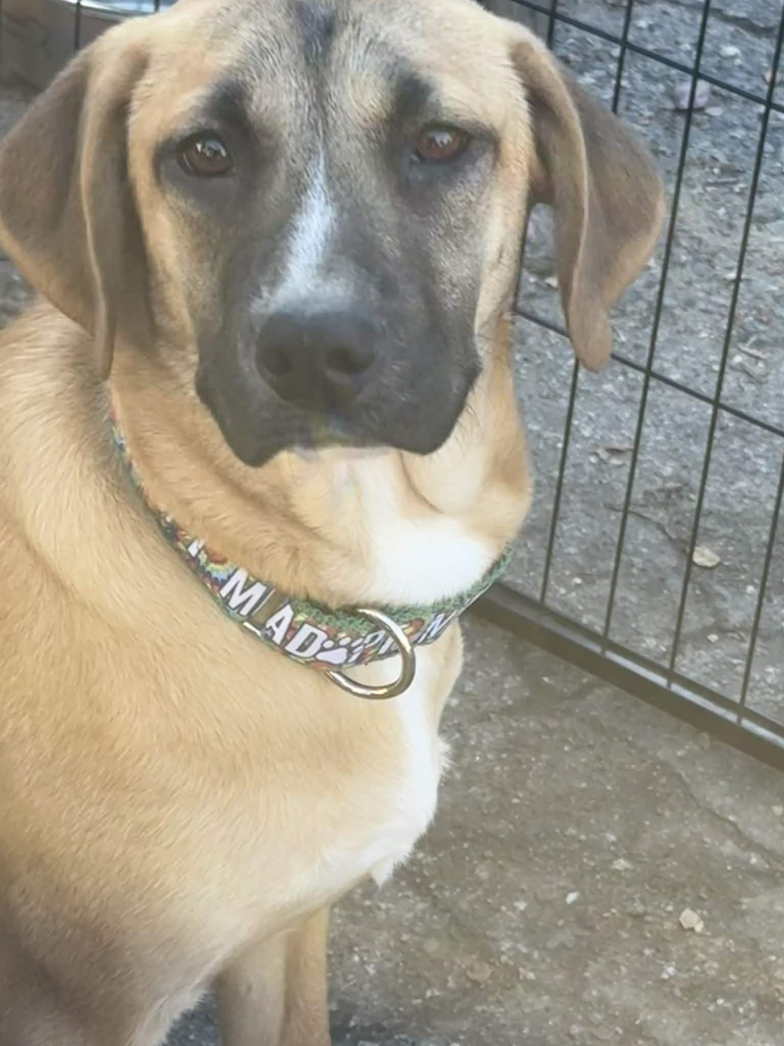 Kayla (Reduced Fee Until 12/15), a Adoptable mixed breed in Portland, ME image 2/4