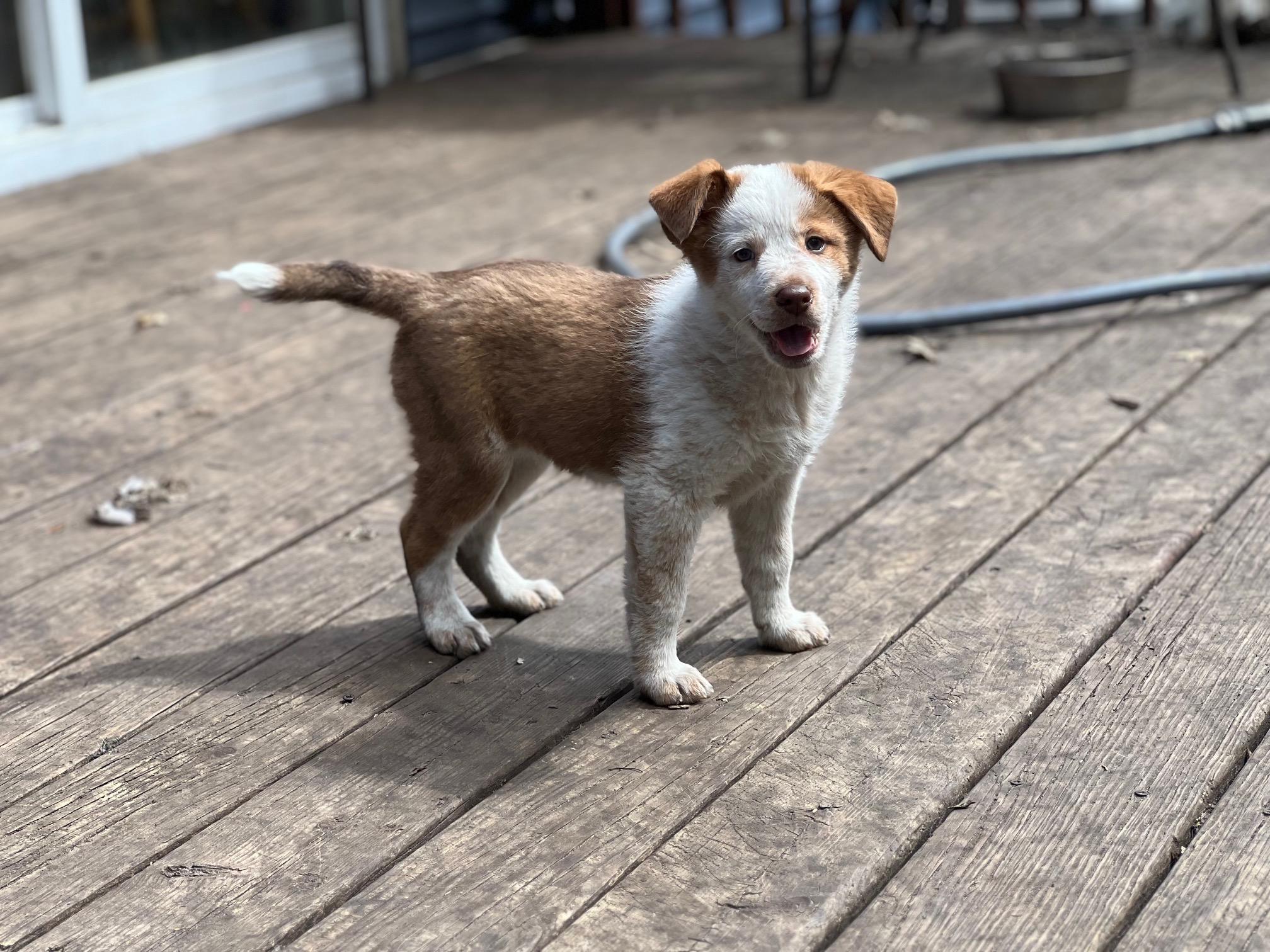 Enlarge Nina, an adopted mixed breed in Minneapolis, MN image 2/3
