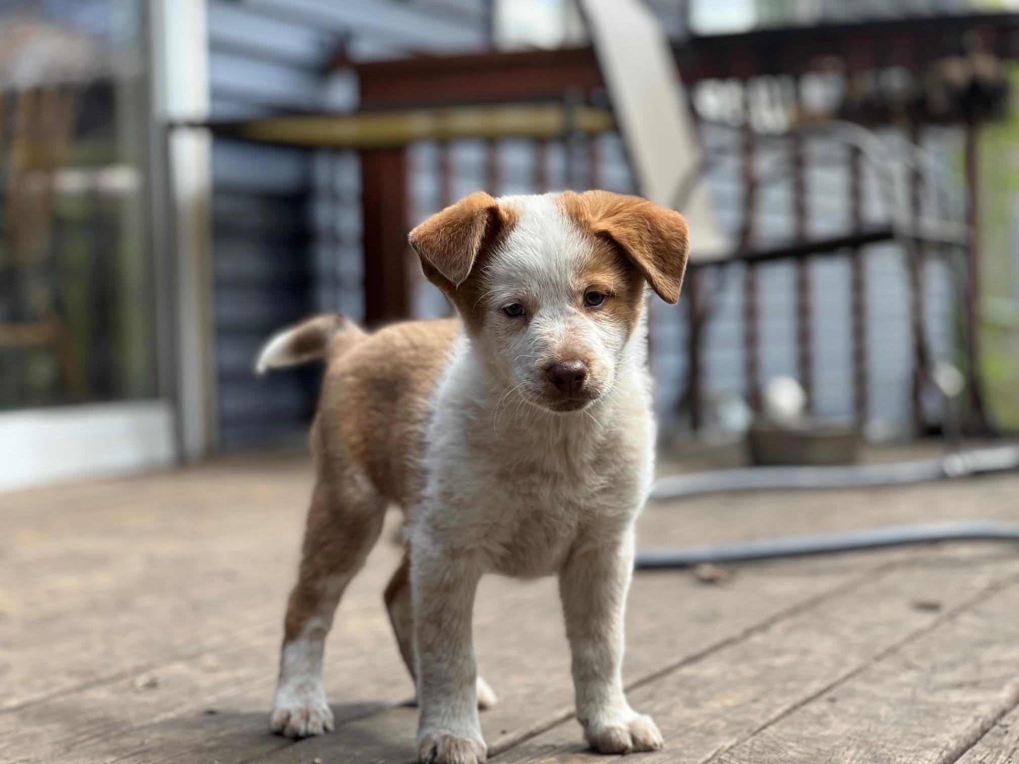 Nina, adopted, Puppy Female Australian Shepherd & Mixed Breed.