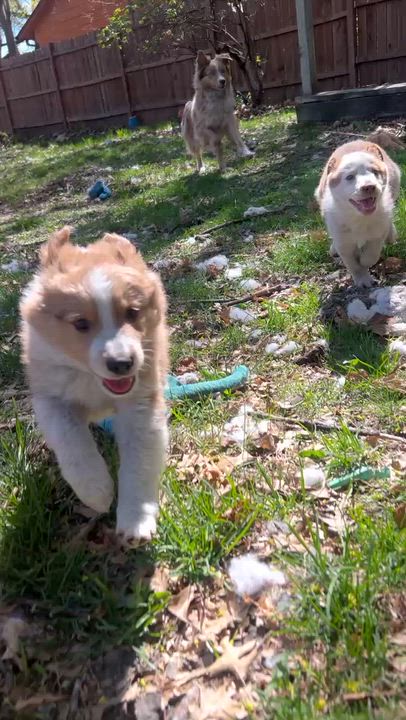 Enlarge Nina, an adopted mixed breed in Minneapolis, MN video 3/3