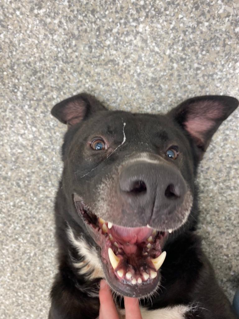 Diesel, Adoptable, Adult Male Shepherd & Hound.