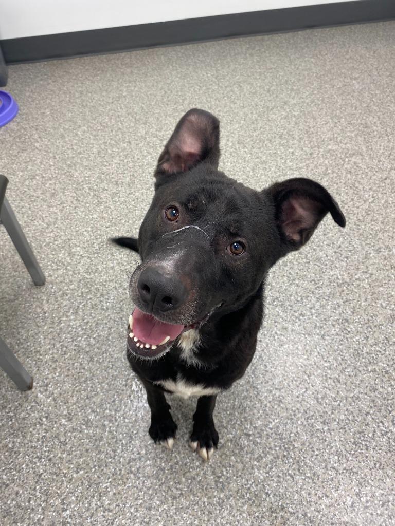 Enlarge Diesel, a Adoptable mixed breed in Findlay, OH image 2/4