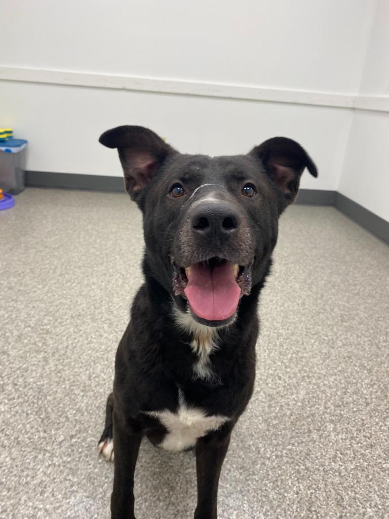 Enlarge Diesel, a Adoptable mixed breed in Findlay, OH image 3/4