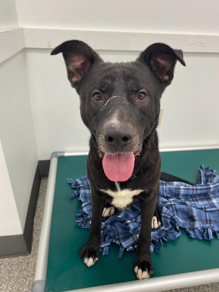 Enlarge Diesel, a Adoptable mixed breed in Findlay, OH image 4/4