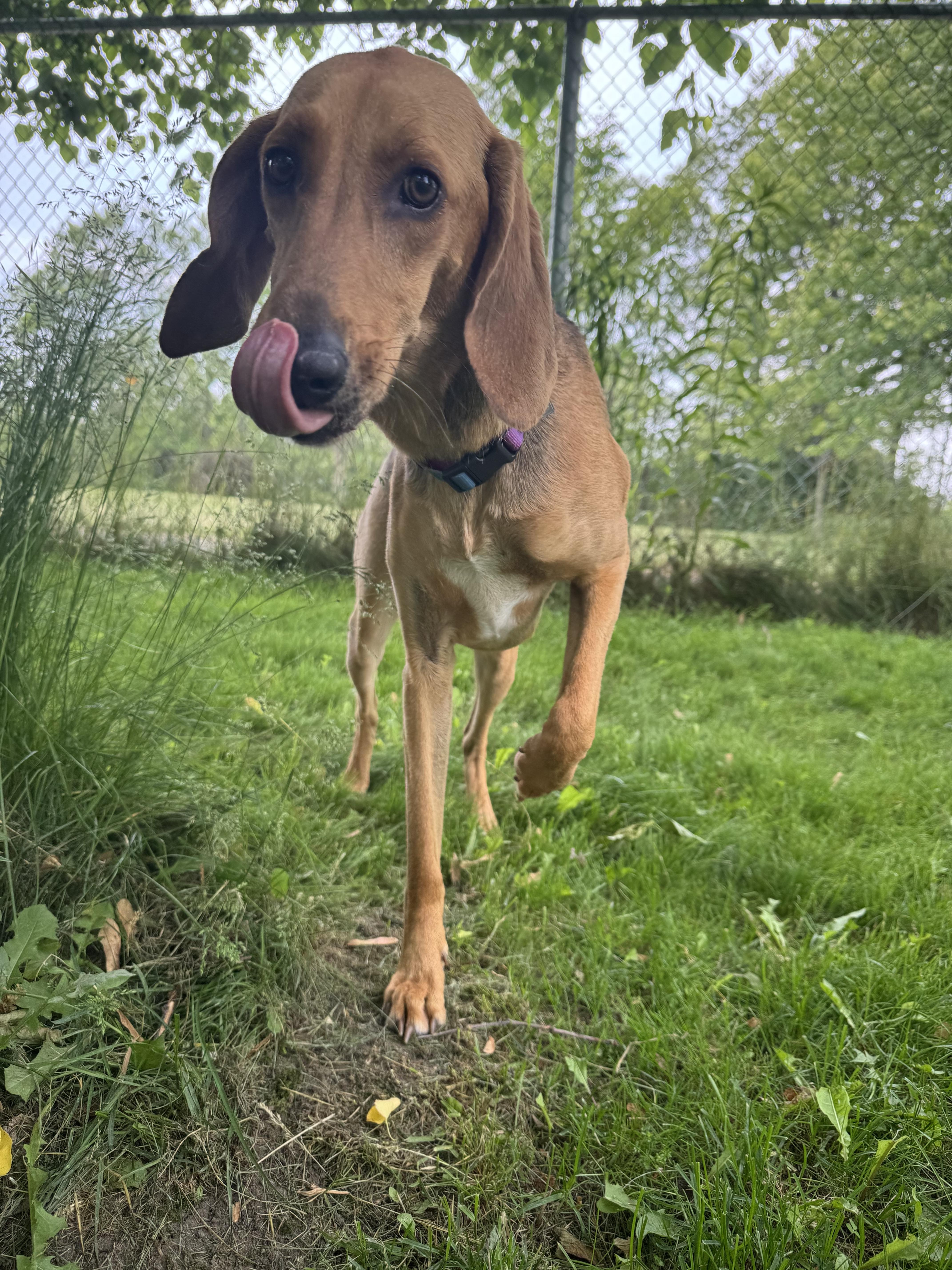 Callie, Adopted, Young Female Coonhound.