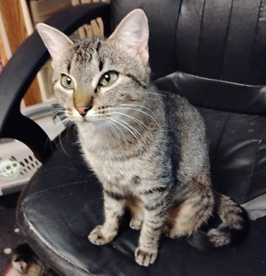 Enlarge DIAMOND, a Adoptable Tabby in San Antonio, TX image 1/2