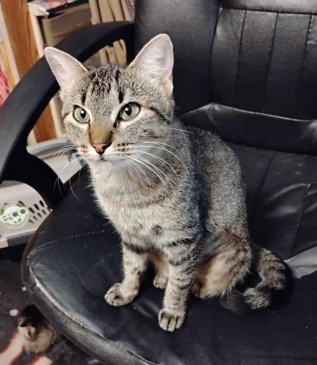 Enlarge DIAMOND, a Adoptable Tabby in San Antonio, TX image 2/2