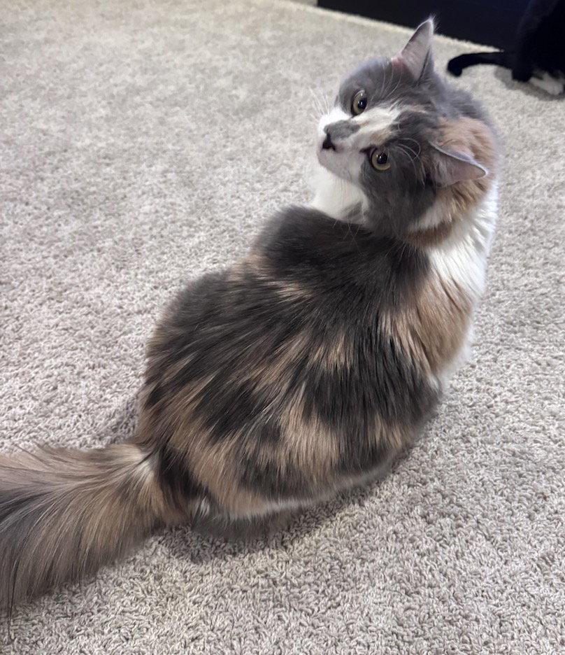 Strawberry, Adopted, Adult Female Calico & Domestic Long Hair.