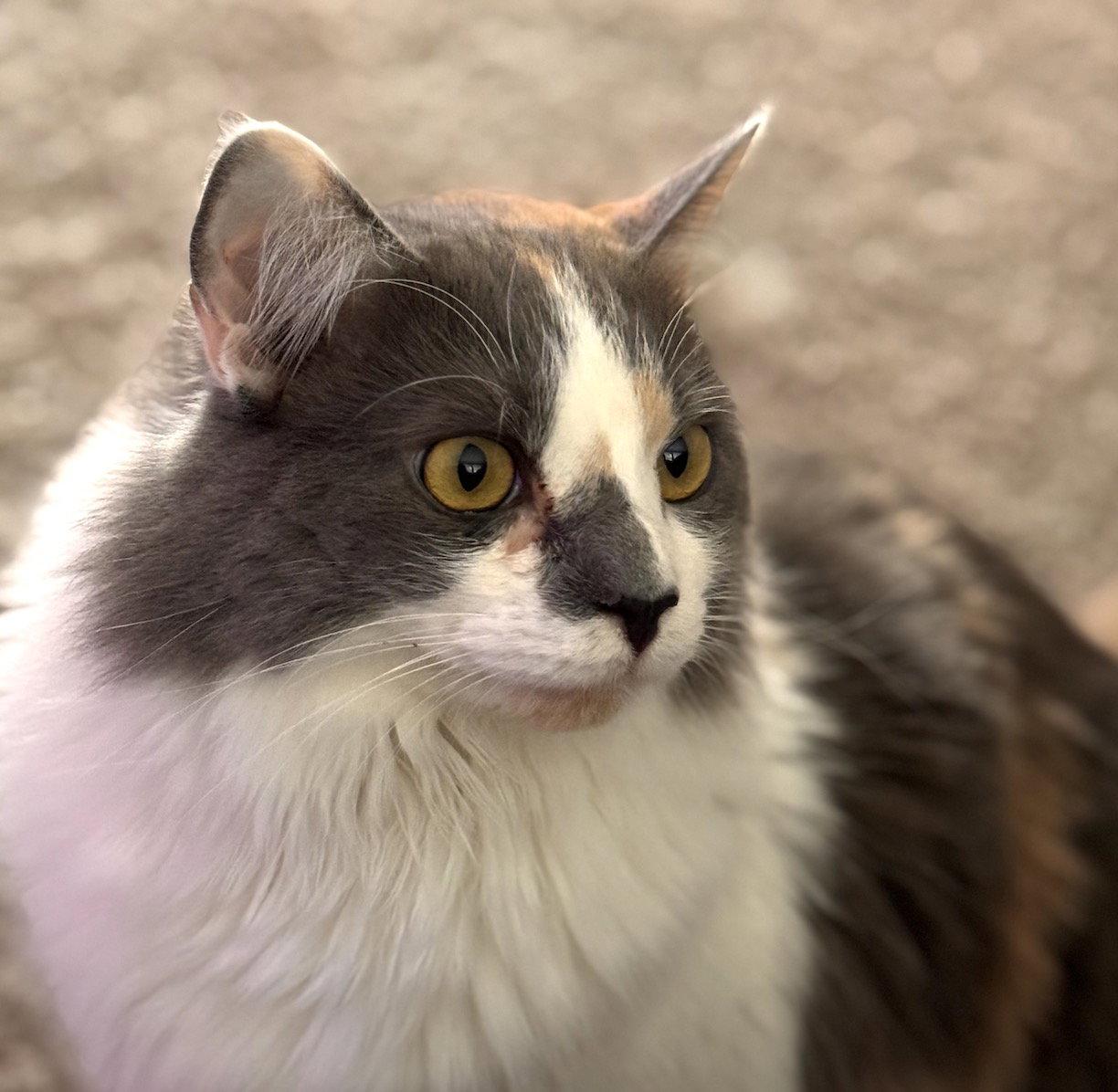 Strawberry, a Adopted mixed breed in Albemarle, NC image 2/3