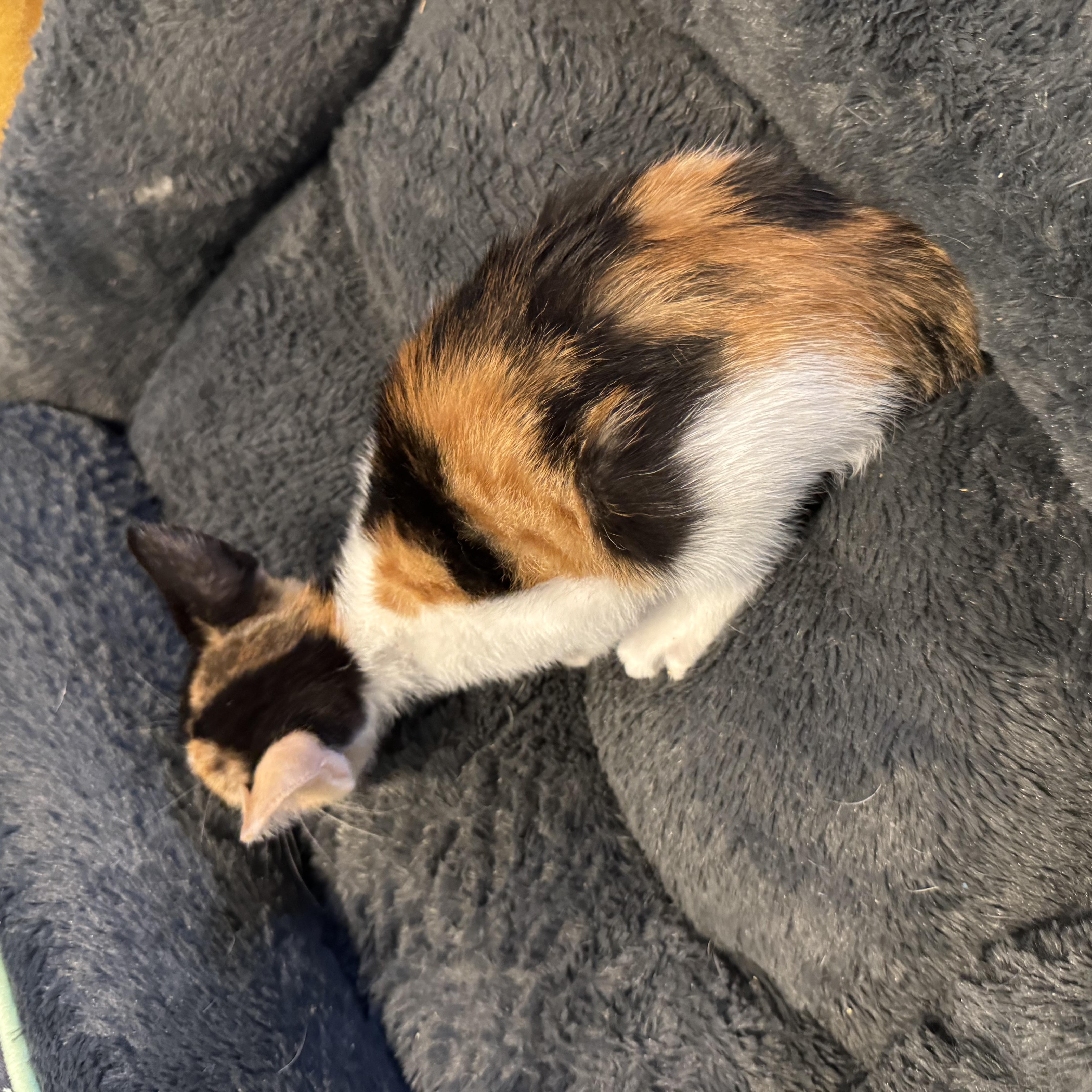 Iris, a ADOPTABLE Calico in Boston, MA image 4/5