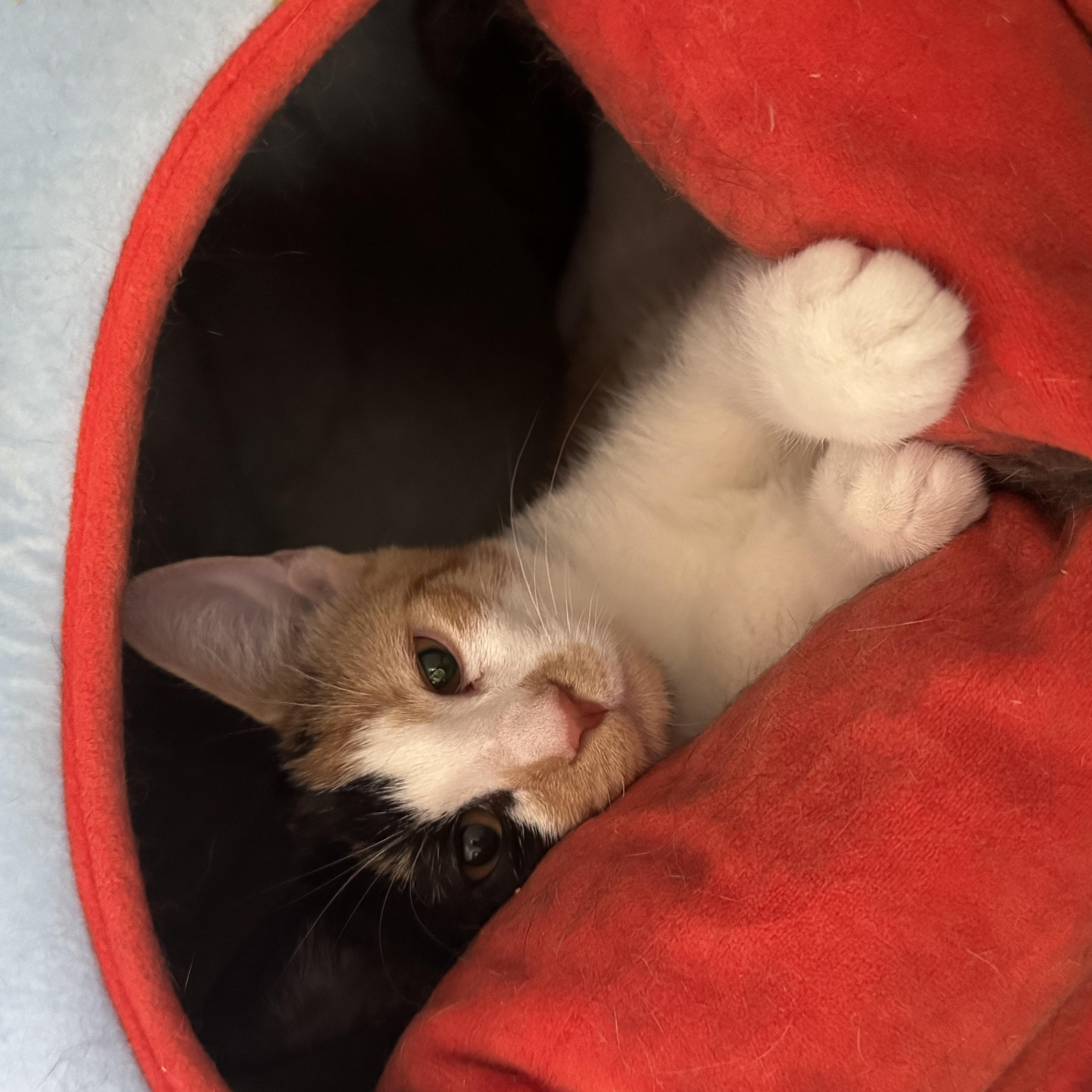 Enlarge Iris, a ADOPTABLE Calico in Boston, MA image 2/5