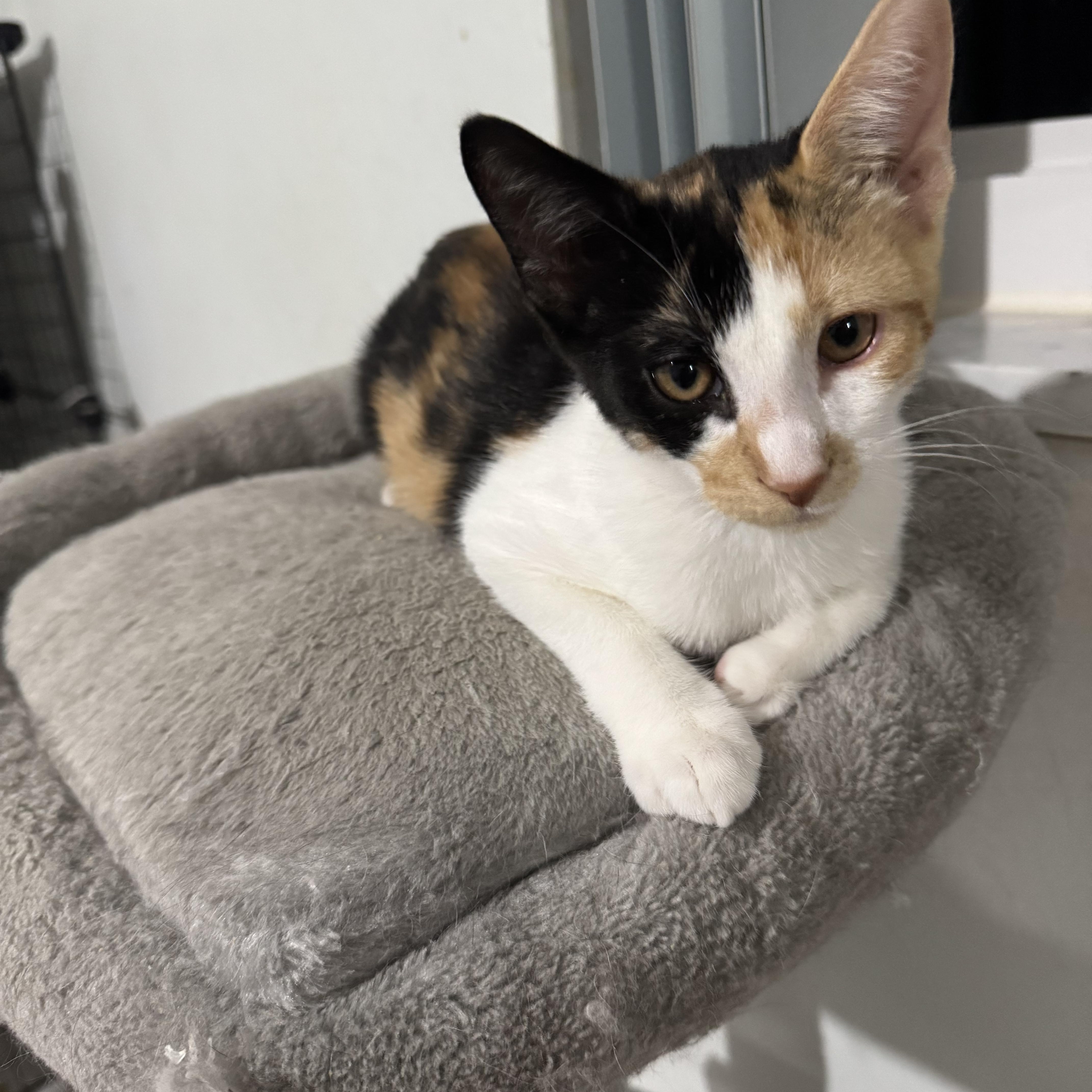 Iris, ADOPTABLE, Kitten Female Calico.