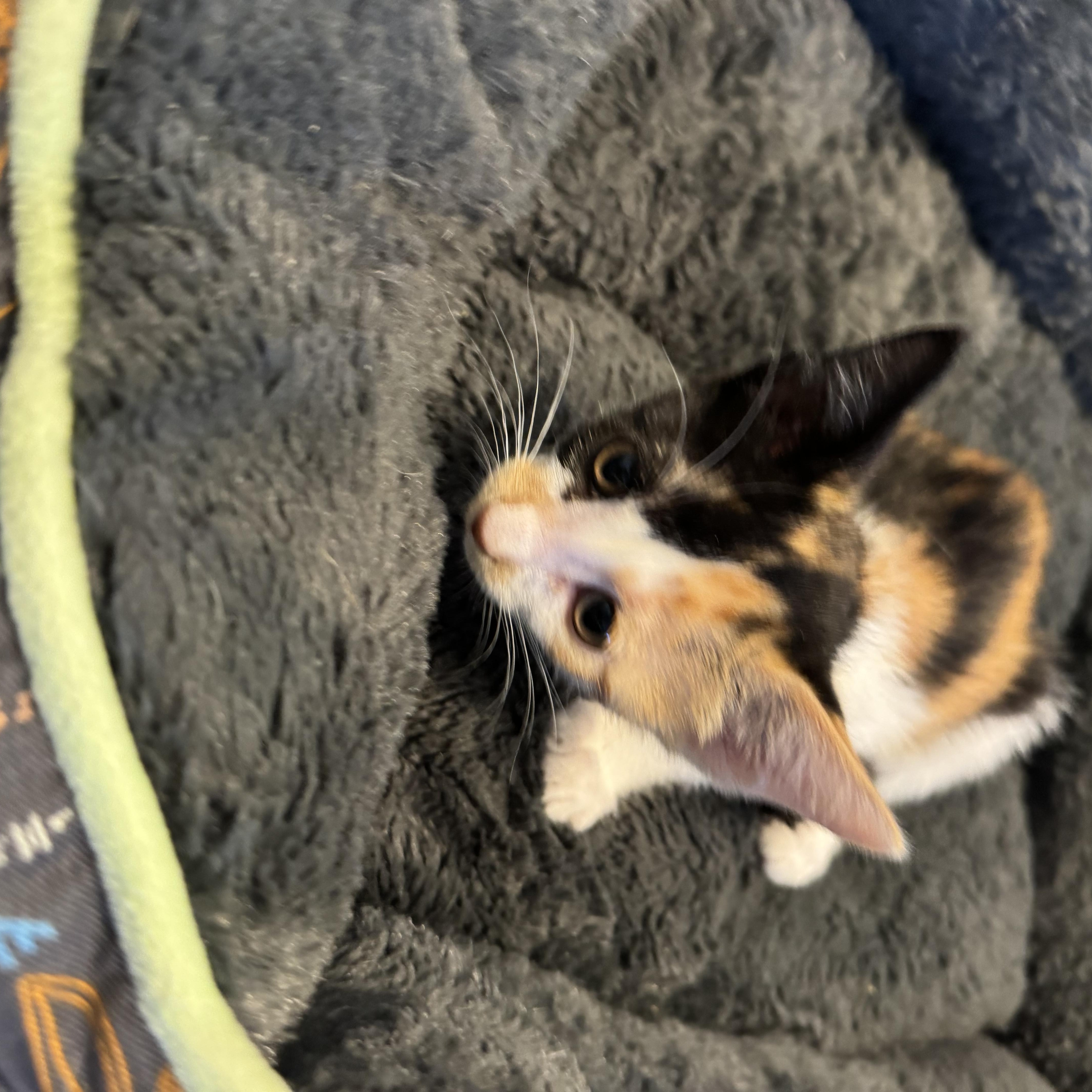 Iris, a ADOPTABLE Calico in Boston, MA image 5/5