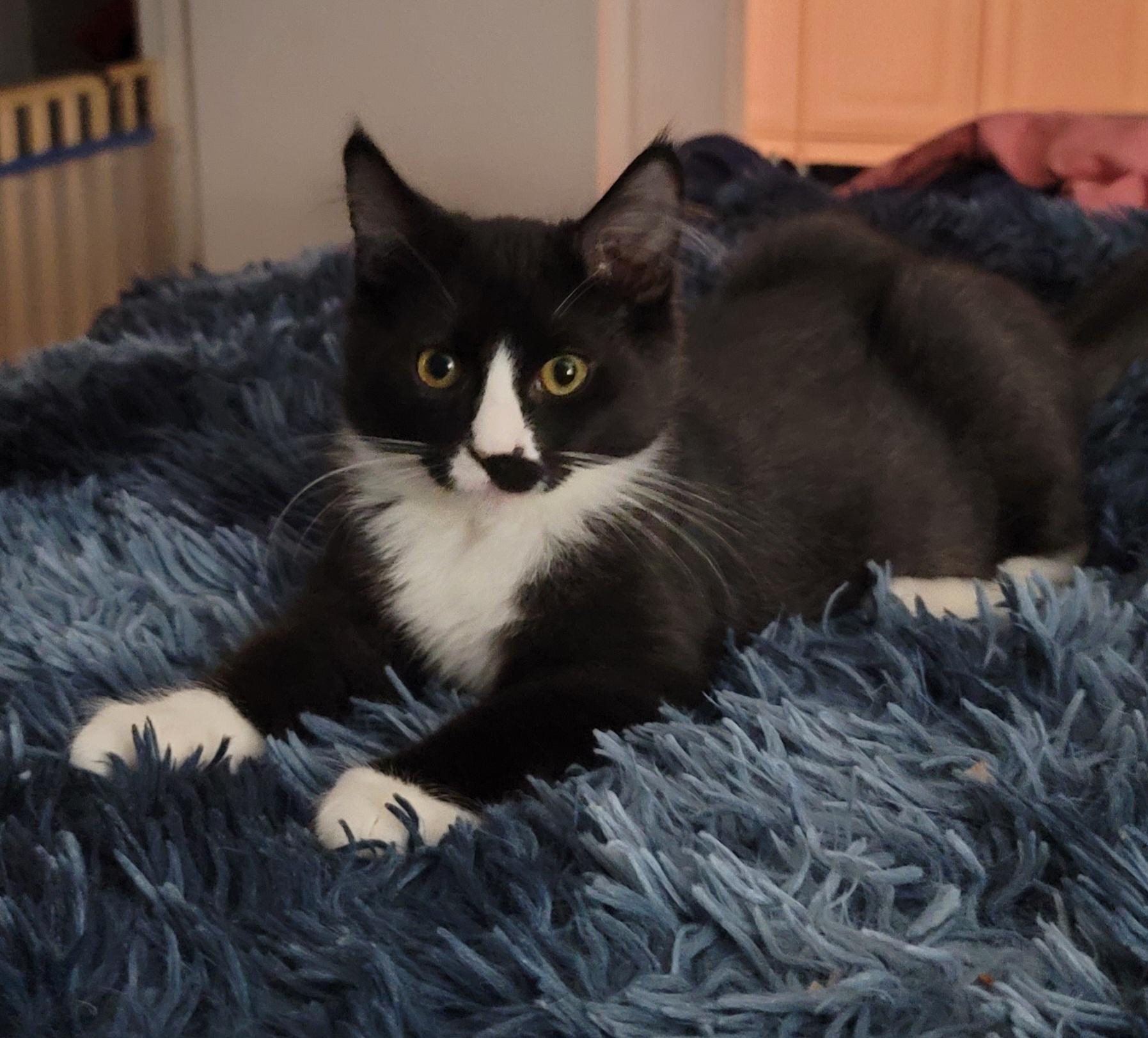 Enlarge Hugo, a Adoptable Domestic Medium Hair in Orlando, FL image 2/4