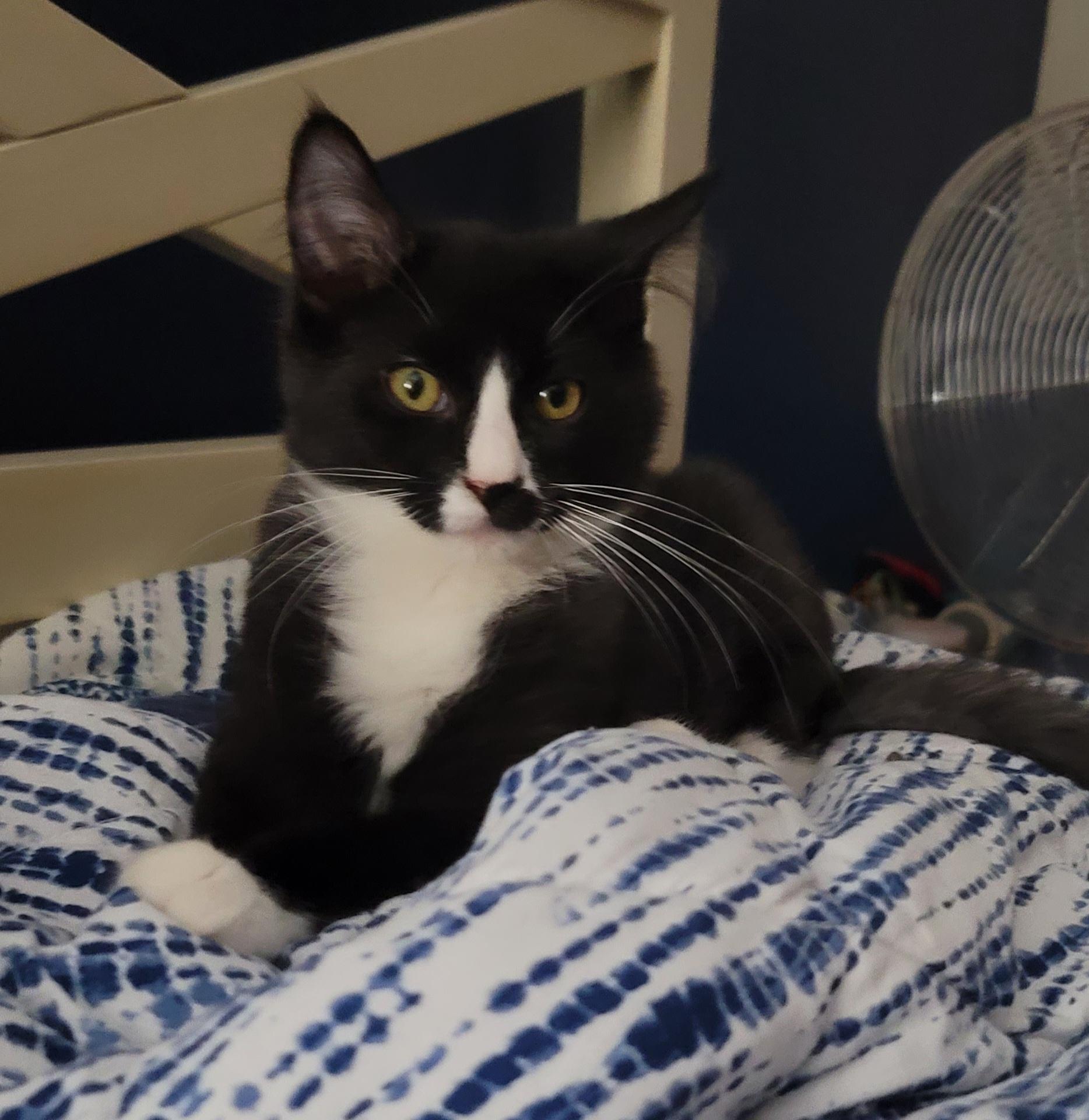 Enlarge Hugo, a Adoptable Domestic Medium Hair in Orlando, FL image 1/4