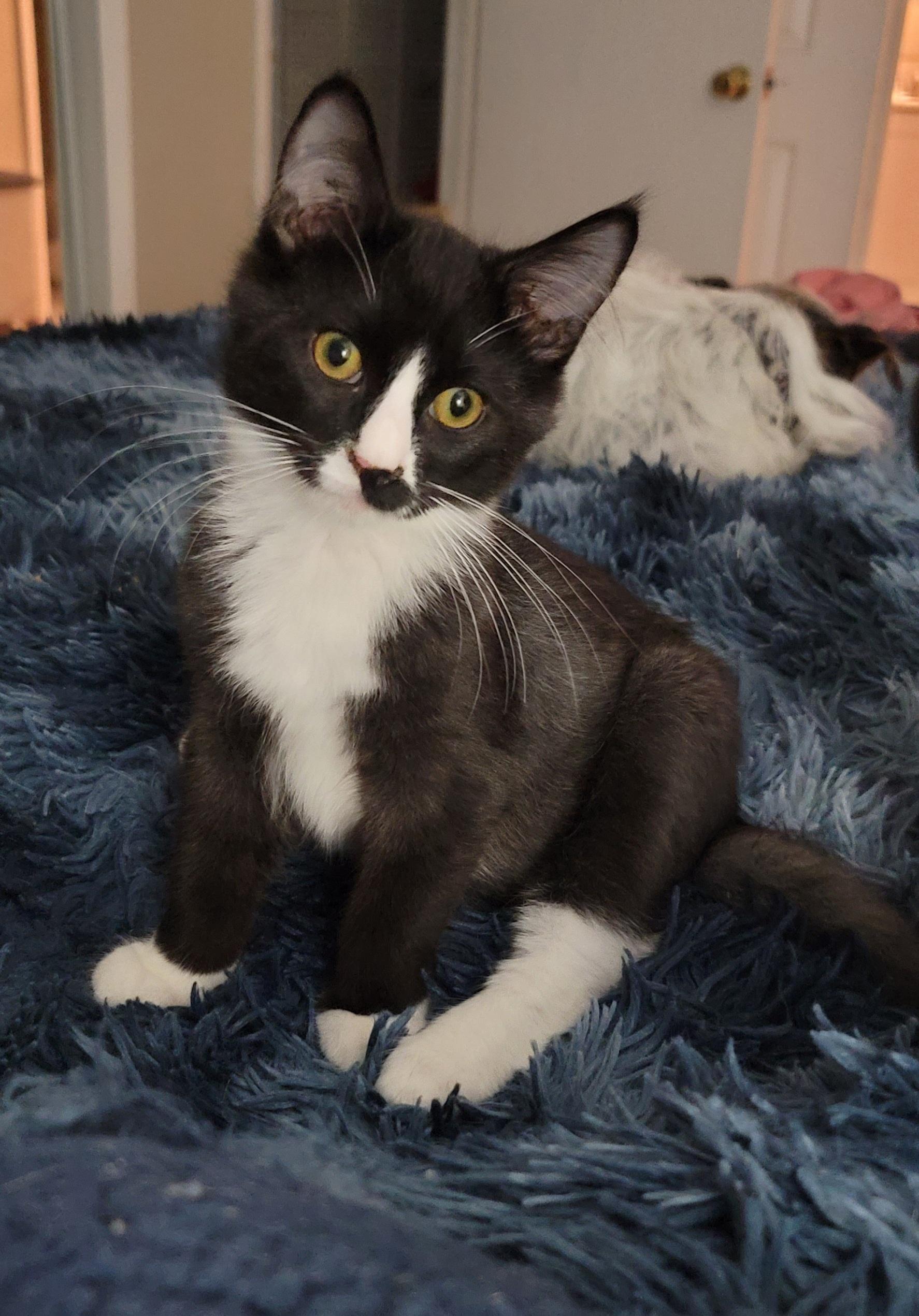 Enlarge Hugo, a Adoptable Domestic Medium Hair in Orlando, FL image 3/4