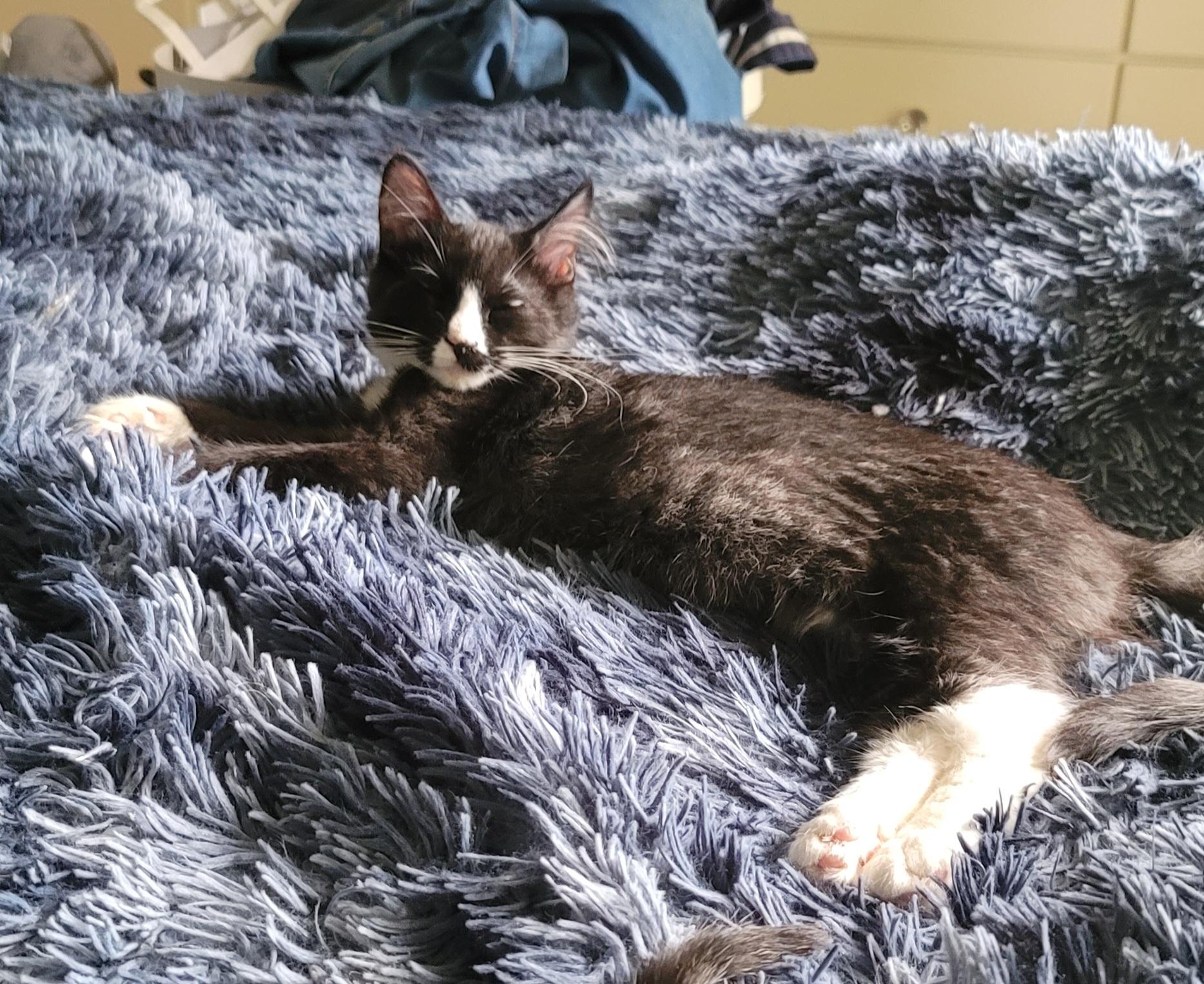 Enlarge Hugo, a Adoptable Domestic Medium Hair in Orlando, FL image 4/4