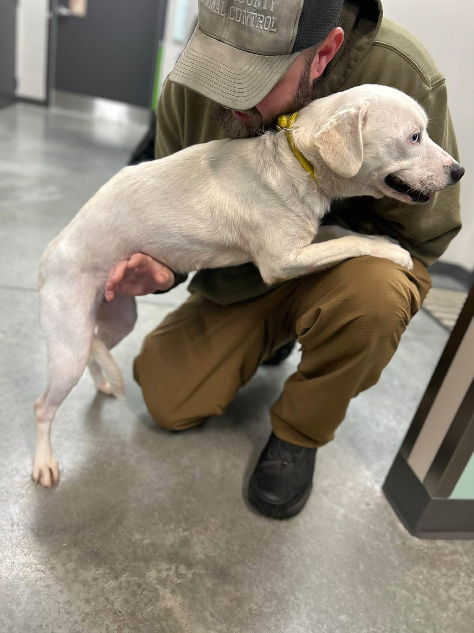 Enlarge Baby, a Adoptable mixed breed in Manchester, TN image 3/3