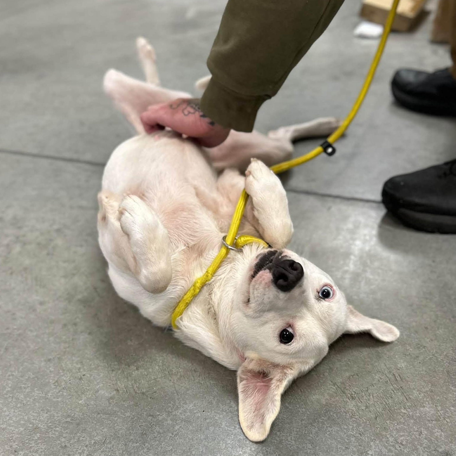 Baby, Adoptable, Puppy Female Labrador Retriever.