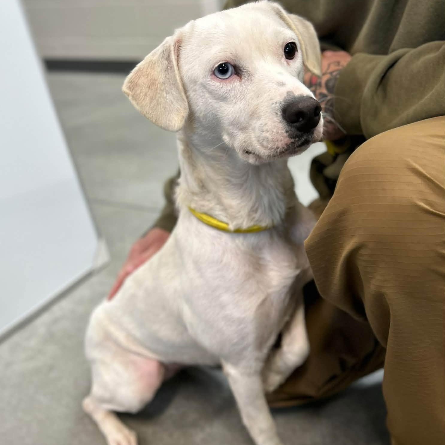 Enlarge Baby, a Adoptable mixed breed in Manchester, TN image 2/3