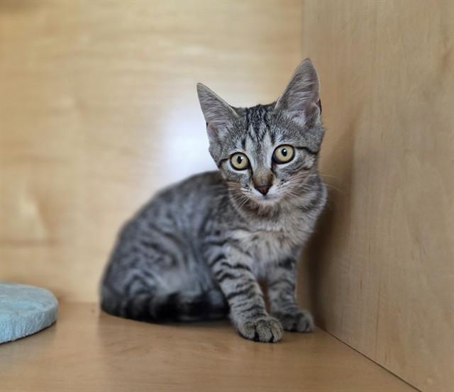 MARTIN, Adoptable, Kitten Male Domestic Short Hair.