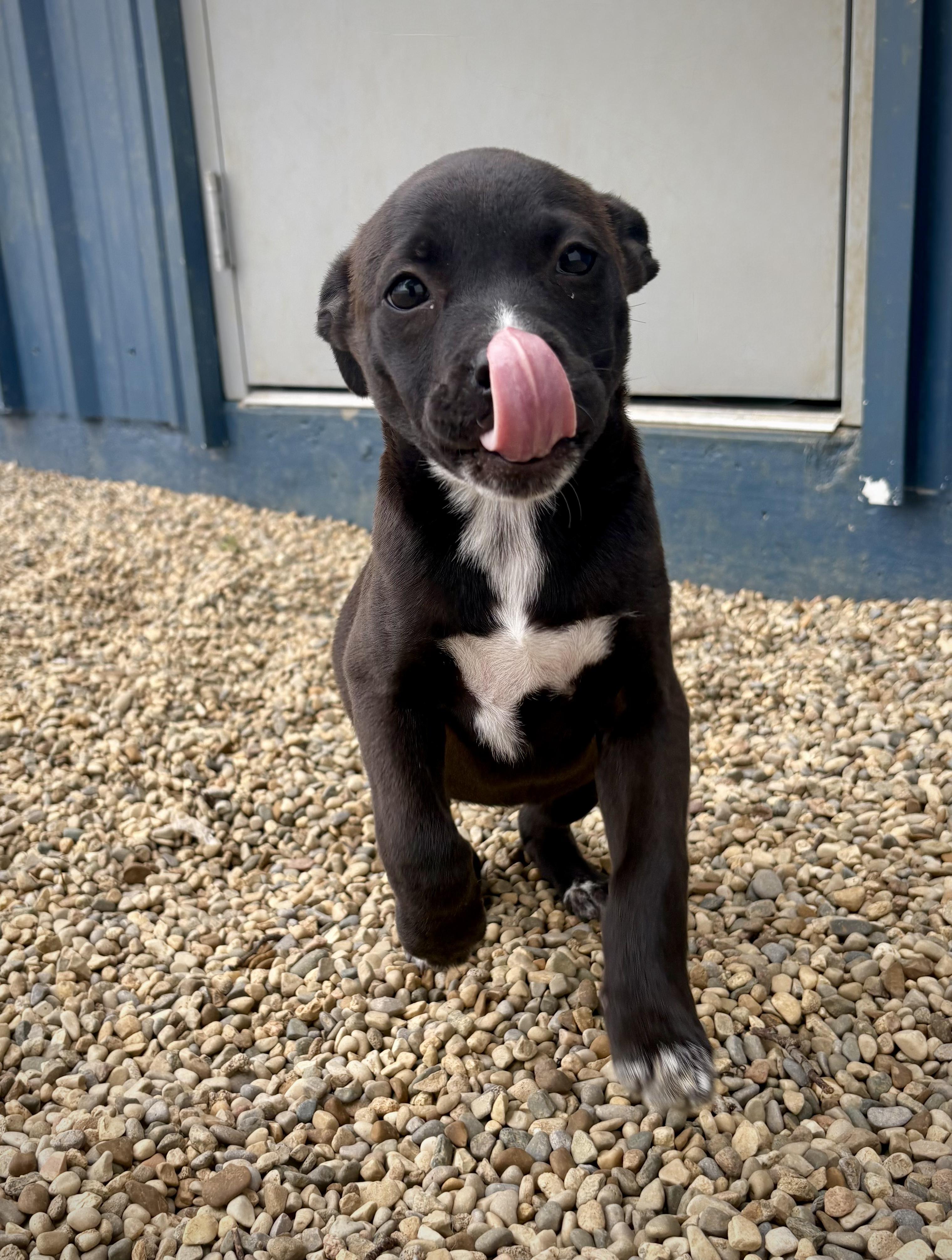Cassie, an adopted mixed breed in Kalamazoo, MI image 3/6