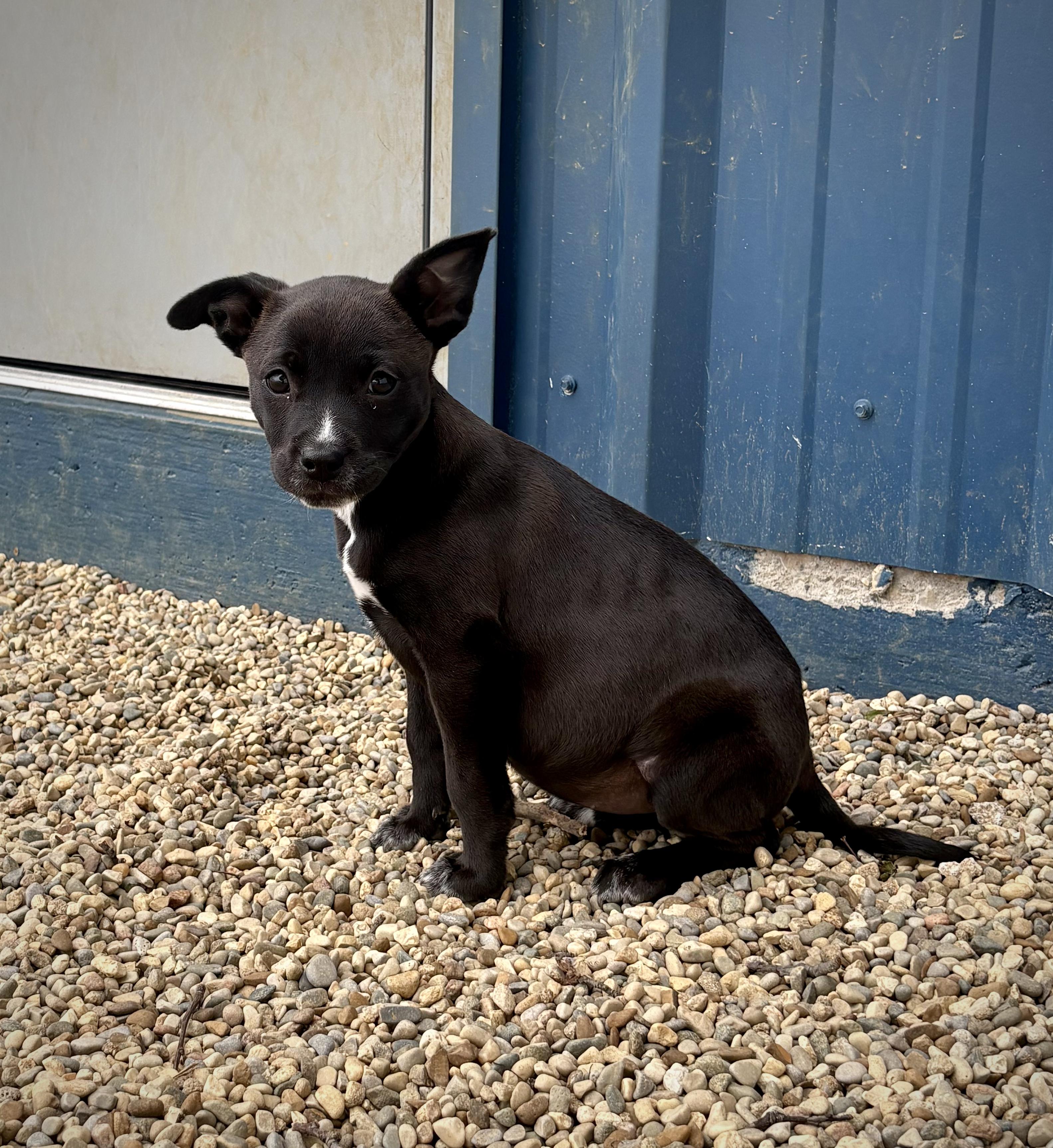 Cassie, an adopted mixed breed in Kalamazoo, MI image 6/6