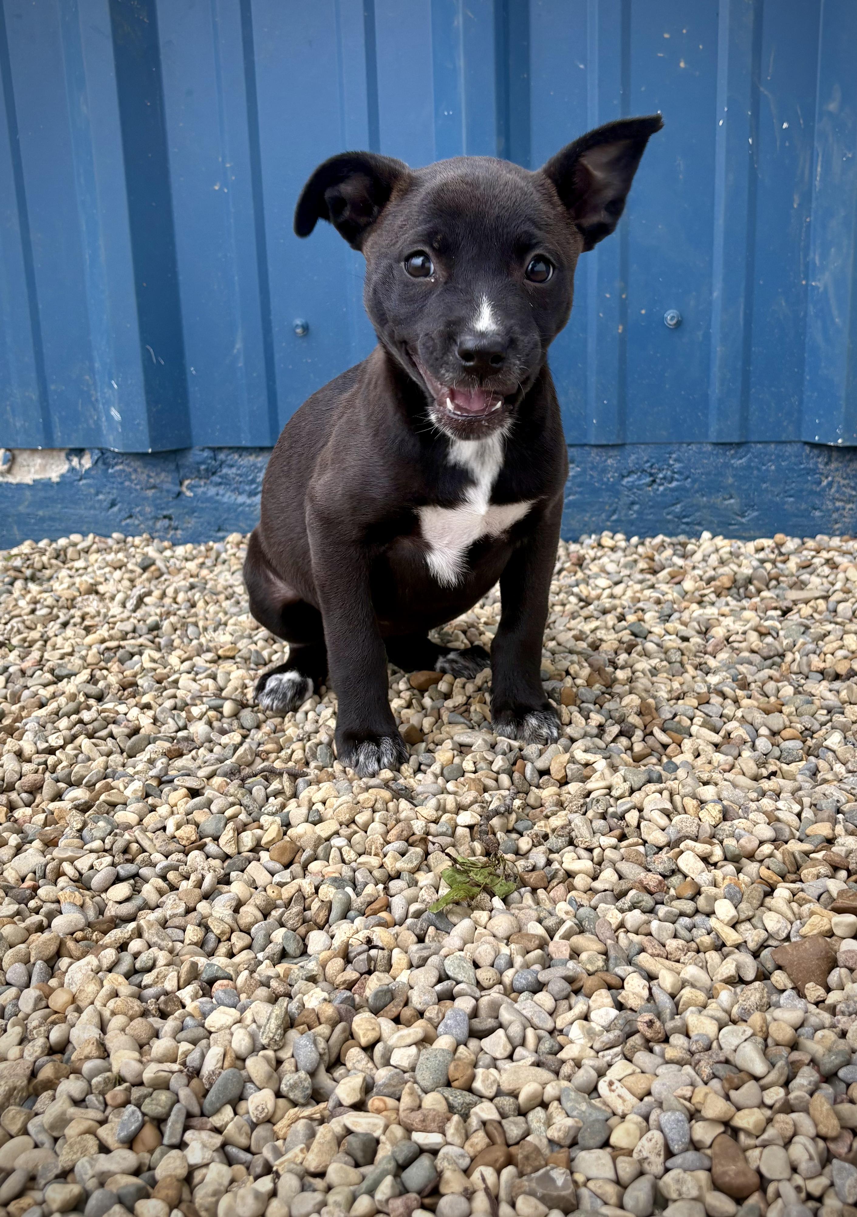 Cassie, an adopted mixed breed in Kalamazoo, MI image 5/6