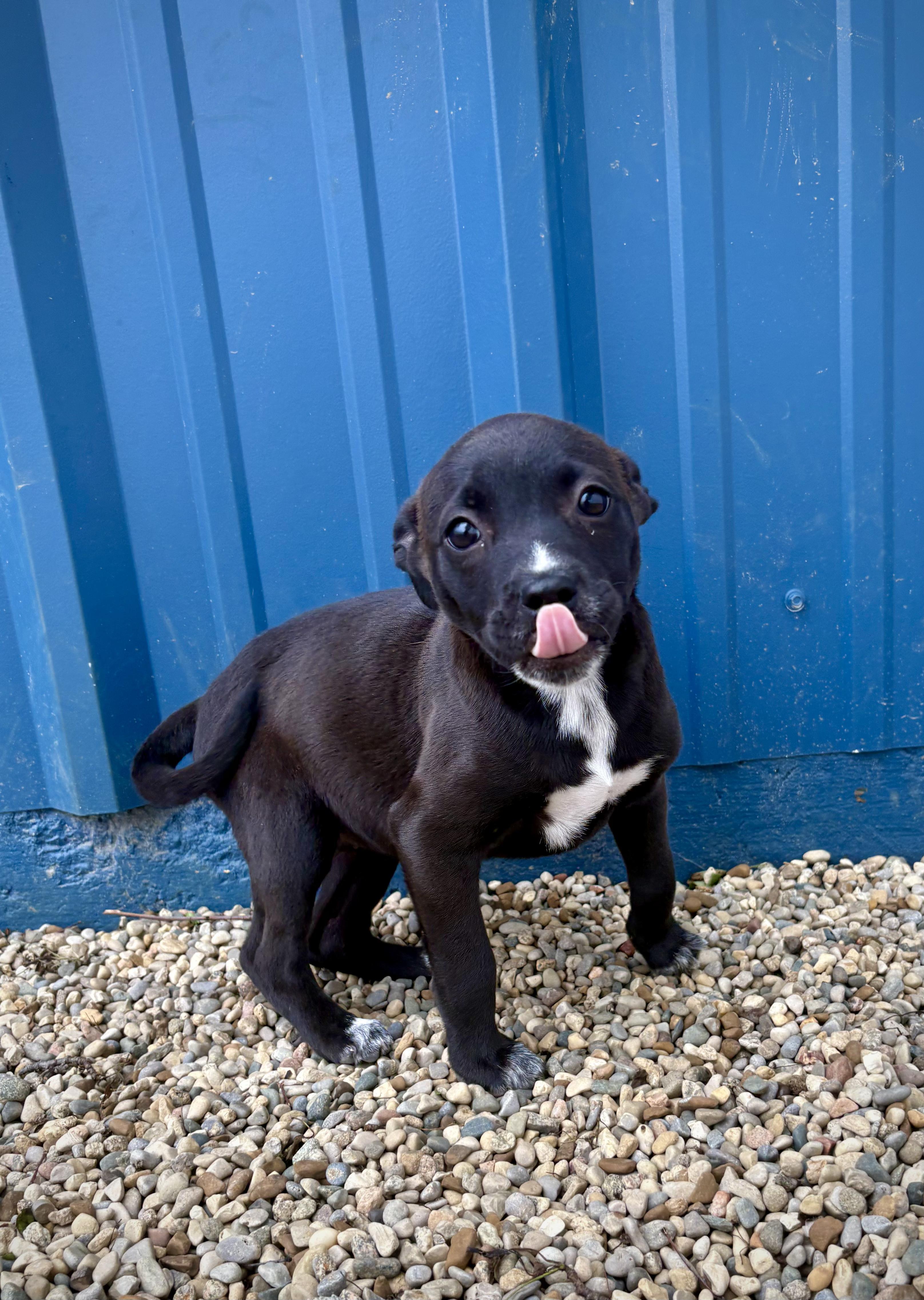 Cassie, an adopted mixed breed in Kalamazoo, MI image 2/6