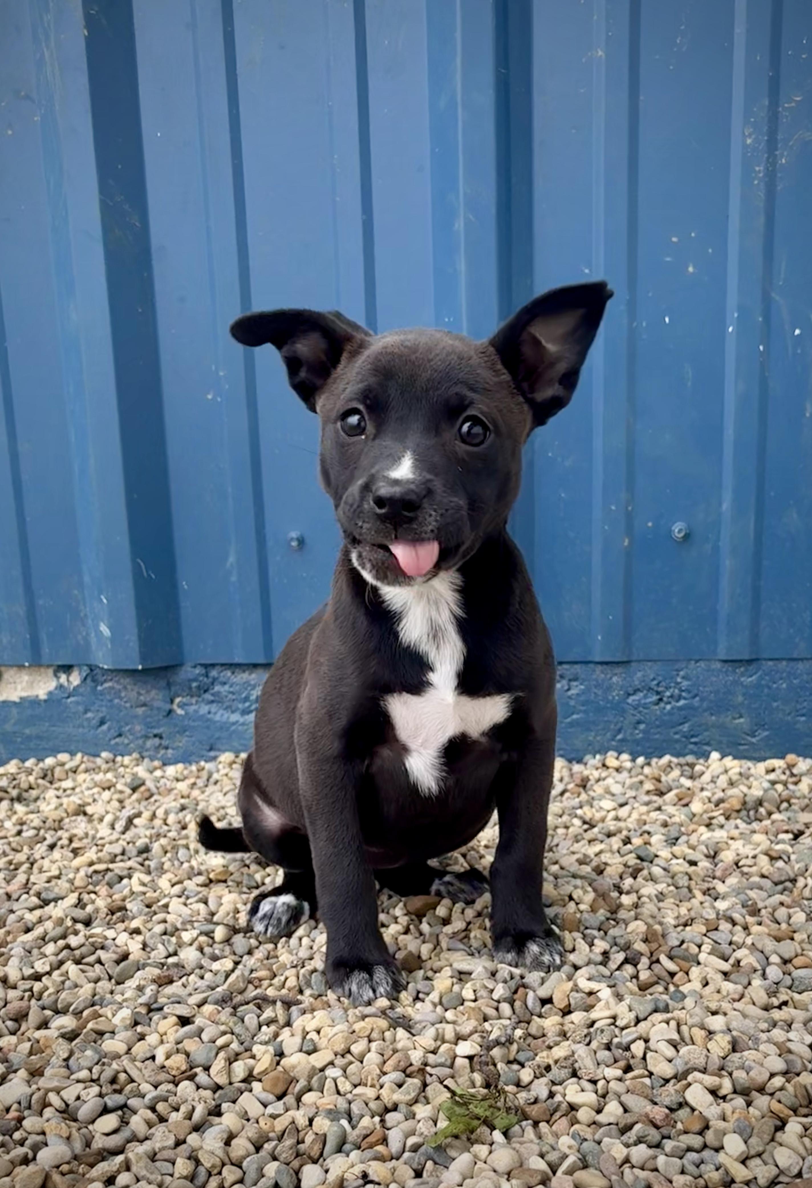 Cassie, an adopted mixed breed in Kalamazoo, MI image 4/6