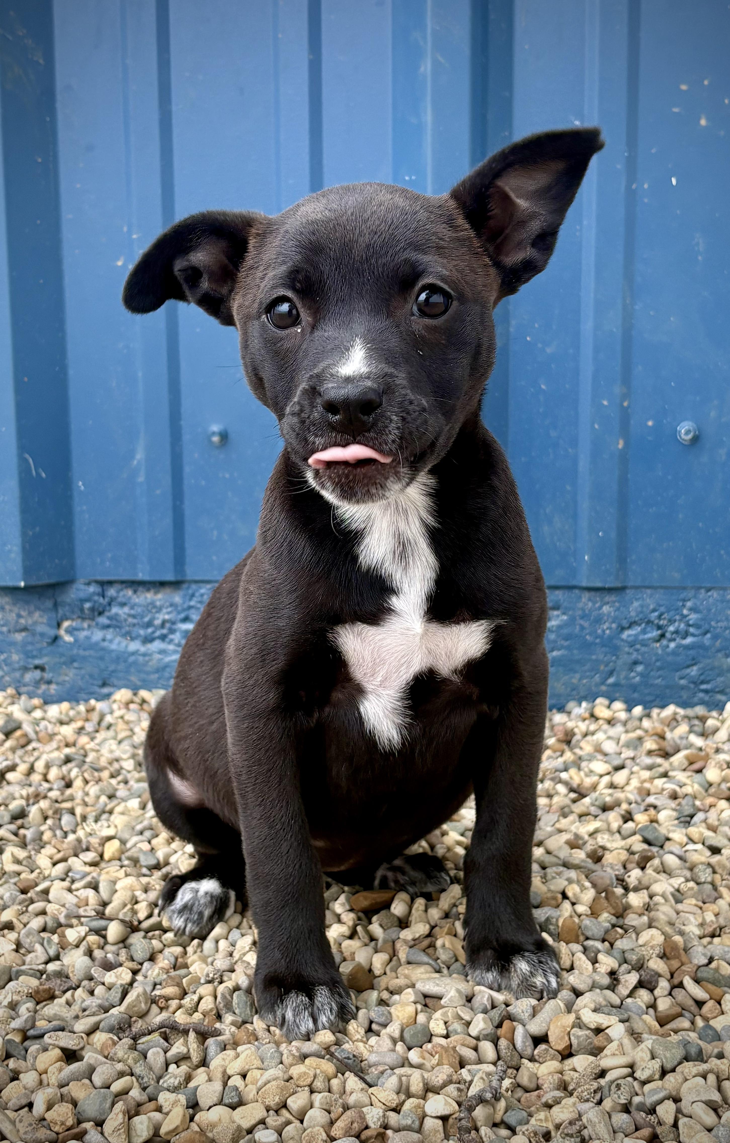 Cassie, adopted, Puppy Female Terrier & Standard Schnauzer.