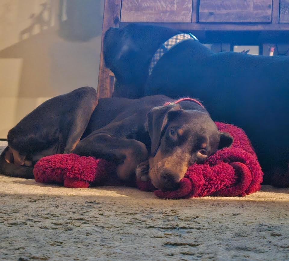 Enlarge Rossi, a Adoptable Doberman Pinscher in Barrington, IL image 2/5