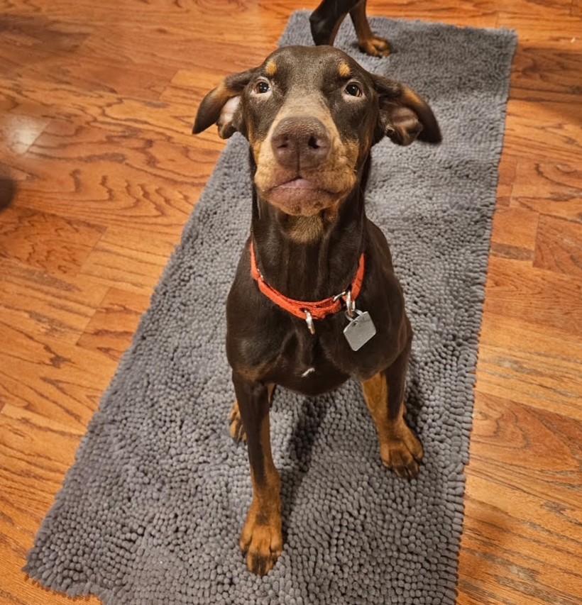 Enlarge Rossi, a Adoptable Doberman Pinscher in Barrington, IL image 4/5