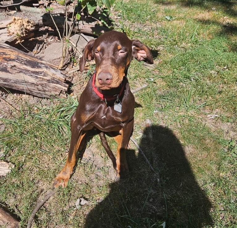 Enlarge Rossi, a Adoptable Doberman Pinscher in Barrington, IL image 3/5