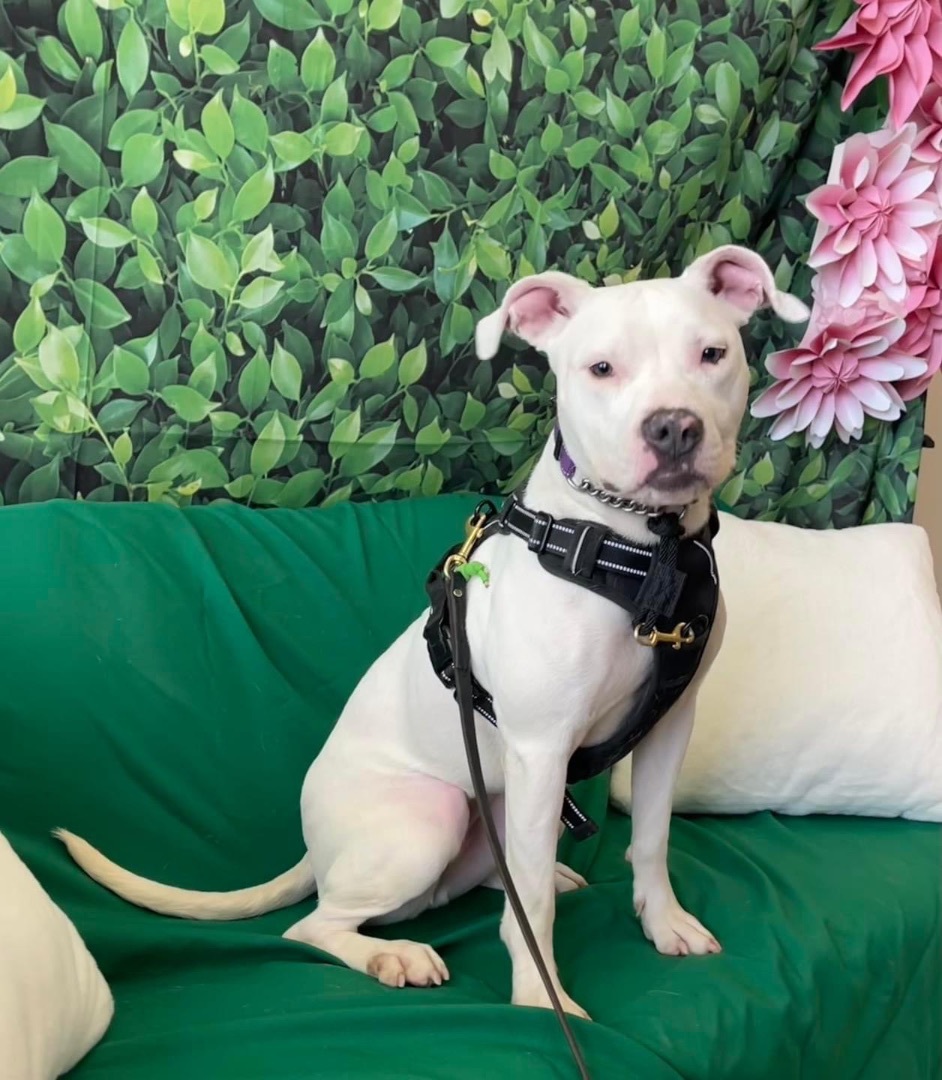 Raven (in a FOSTER home), a Adoptable Pit Bull Terrier in Springfield, IL image 1/4