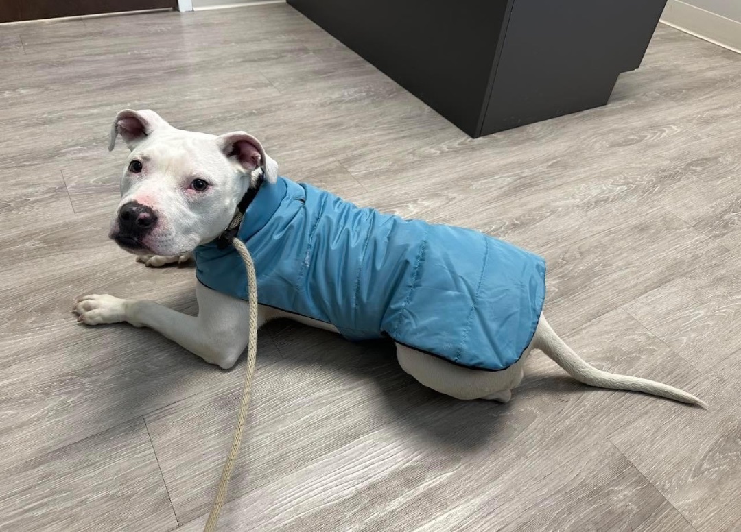 Raven (in a FOSTER home), a Adoptable Pit Bull Terrier in Springfield, IL image 2/4