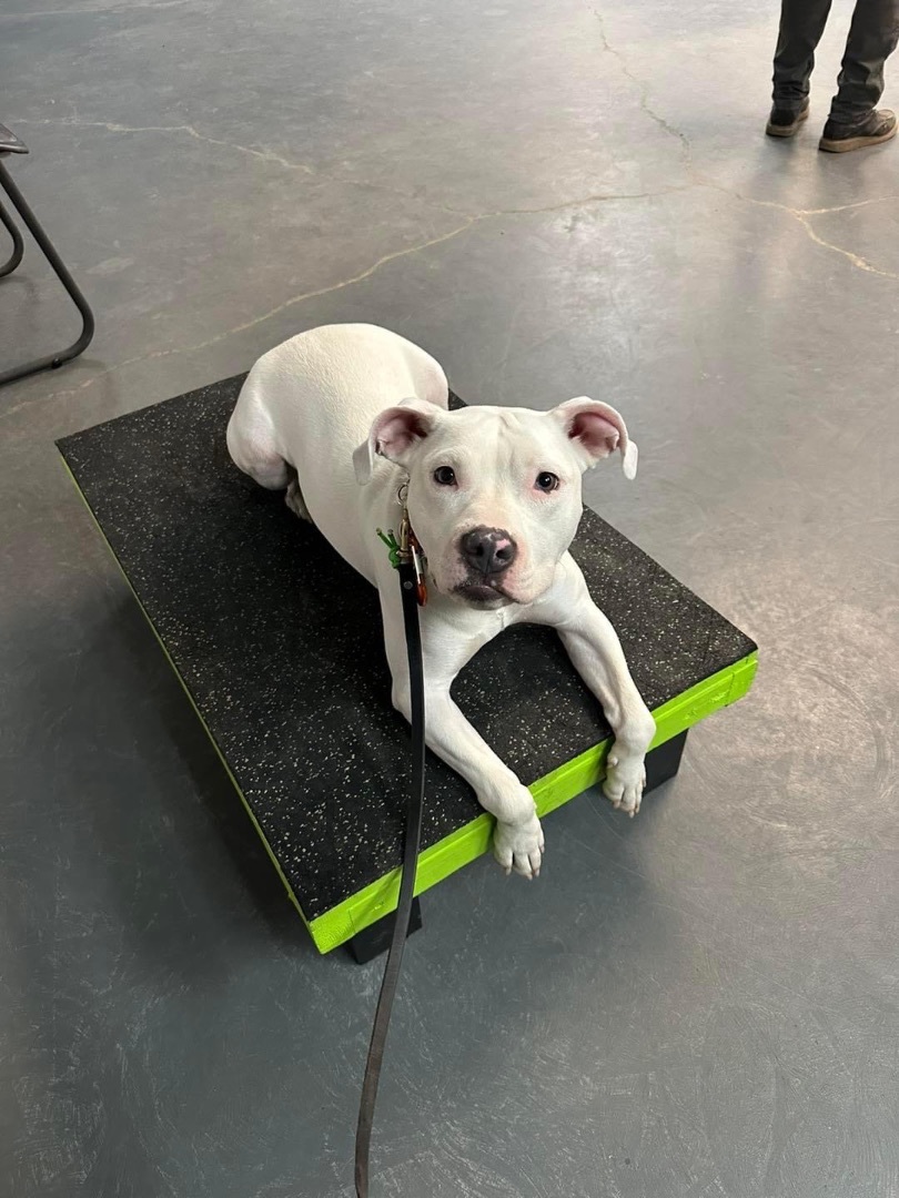 Raven (in a FOSTER home), a Adoptable Pit Bull Terrier in Springfield, IL image 3/4