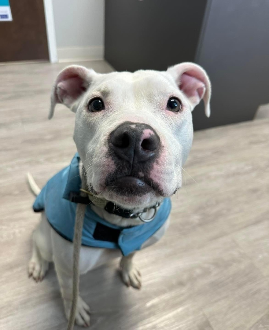 Raven (in a FOSTER home), a Adoptable Pit Bull Terrier in Springfield, IL image 4/4