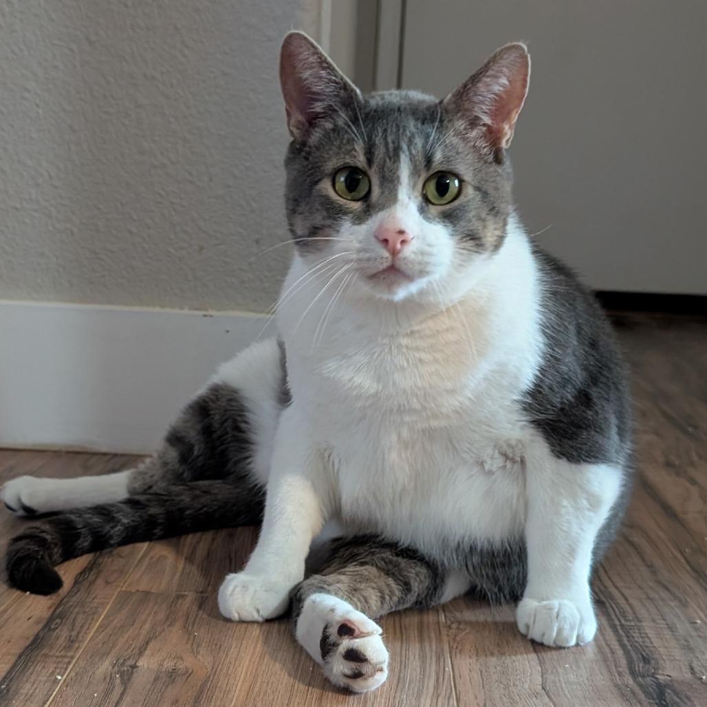 Mr. Greybee, a Adoptable Domestic Short Hair in Layton, UT image 1/2