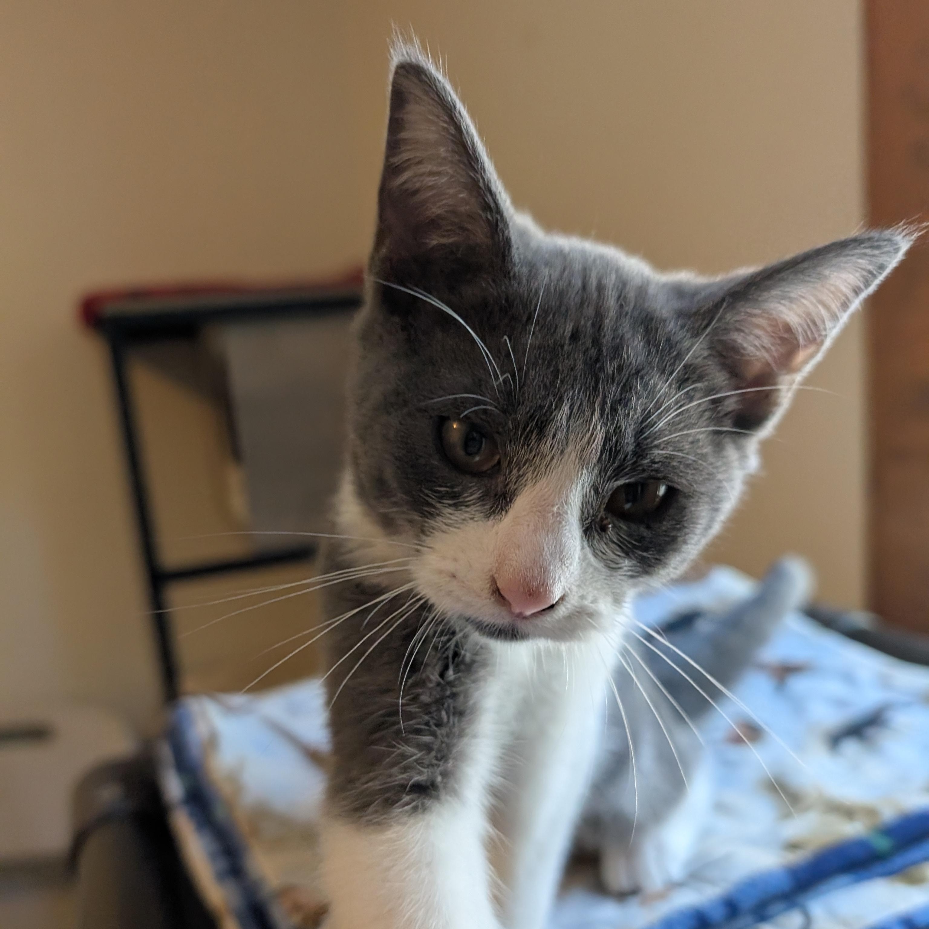 Sophia