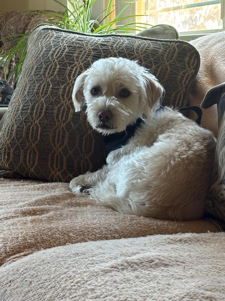 Sonny, Adoptable, Young Male Schnauzer & Poodle.