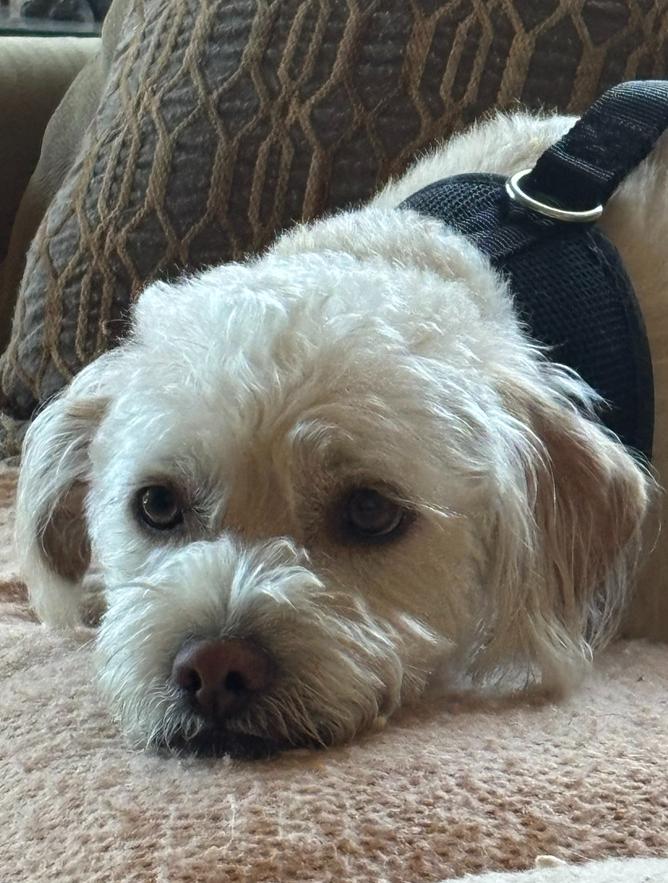 Enlarge Sonny, a Adoptable mixed breed in Eugene, OR image 2/2