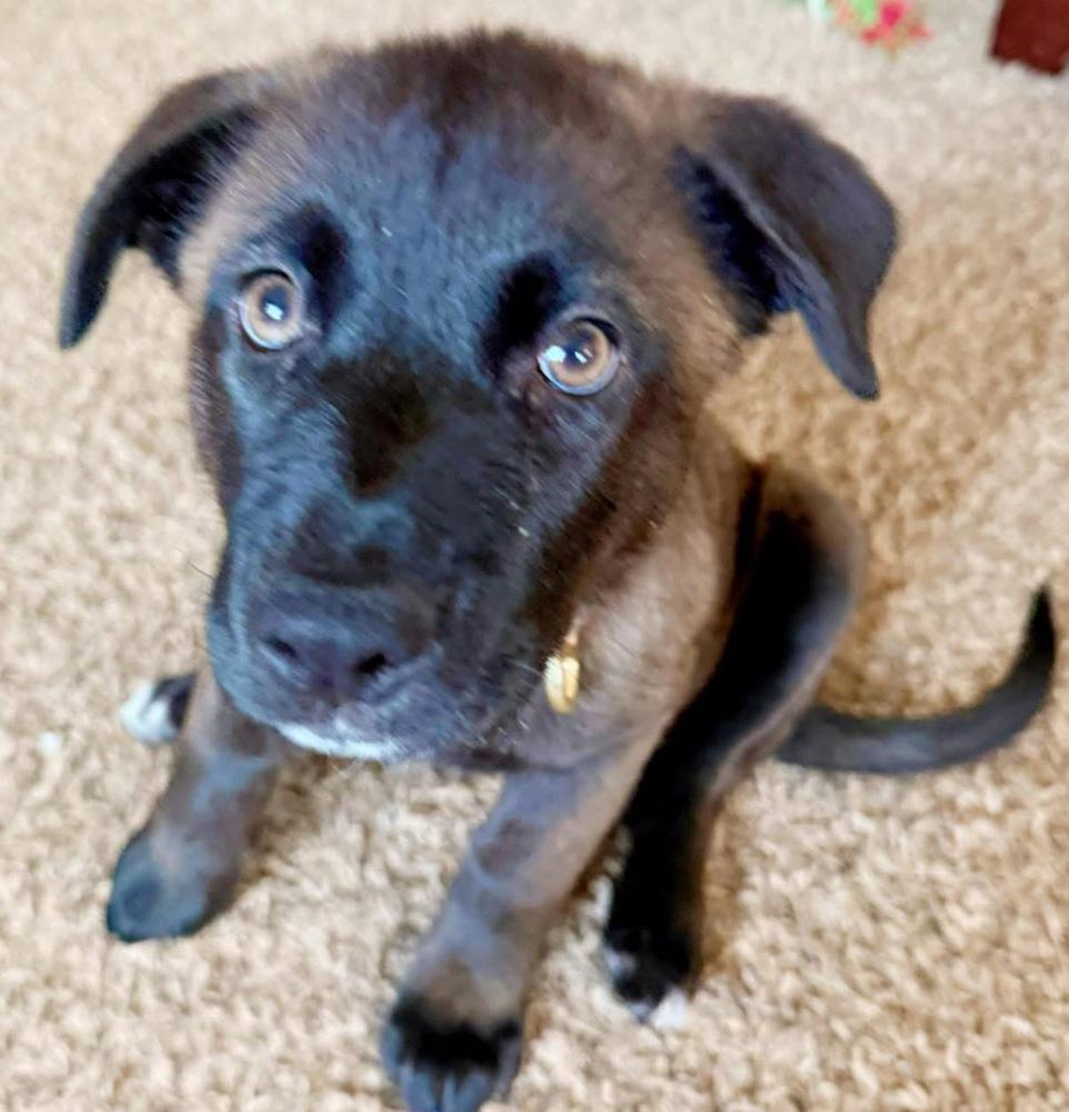 Monkey, Adoptable, Puppy Female Shepherd & Labrador Retriever.