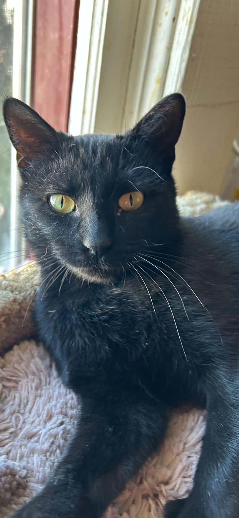 Enlarge Piper, a Adoptable Domestic Short Hair in Kansas City, MO image 1/1